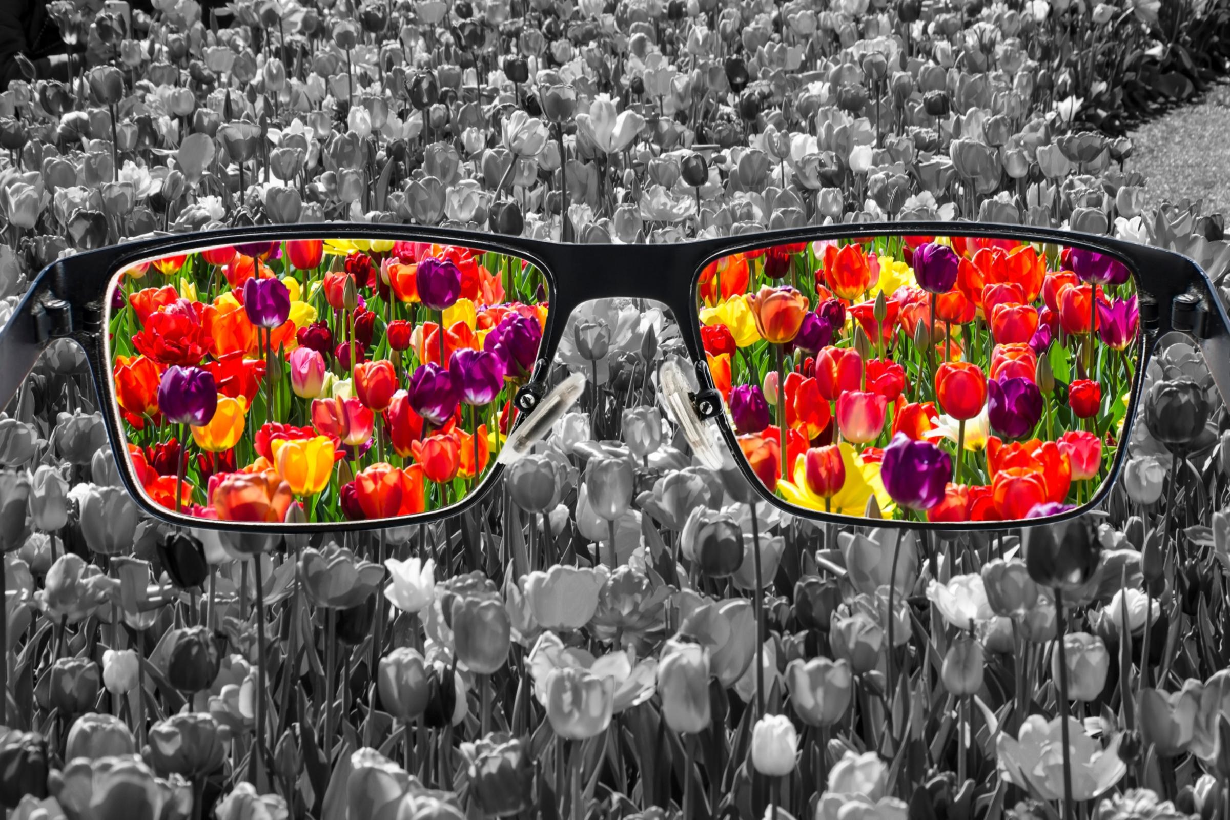 Tulpenfeld in schwarzweiß, durch eien Brille erkennt man die Blumenfarben