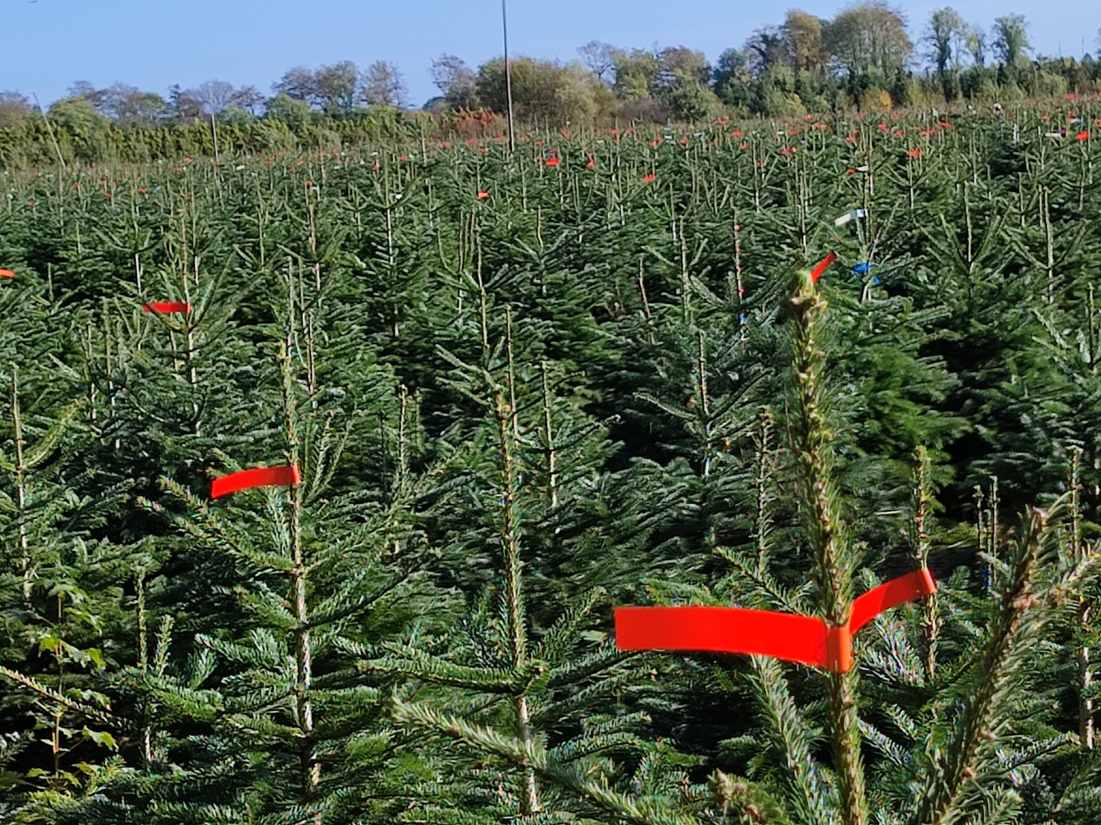 Tannenbaum-Siedlung