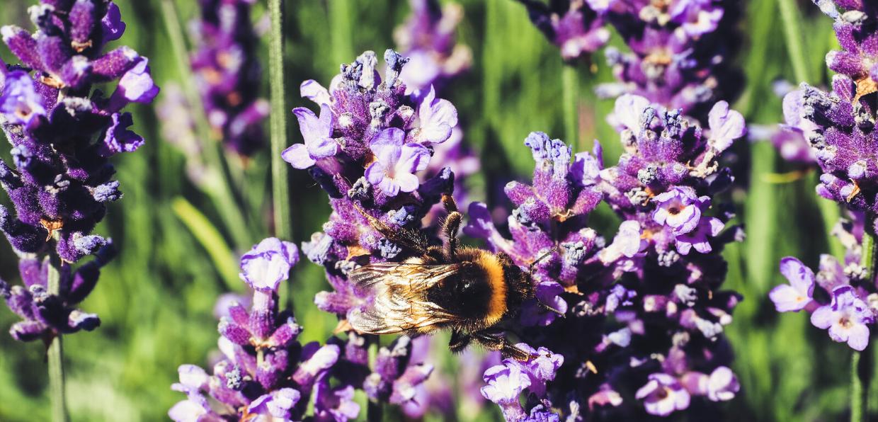 Biene an Lavendel_Erzbistum Köln (c)Claudia Kellermann_Frei mit Nennung Copyright-1600px