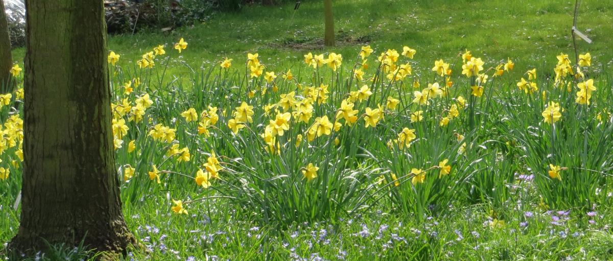 Bonn Botanischer Garten April-2015i