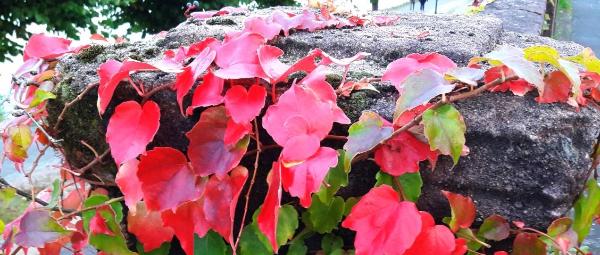 Herbstbild