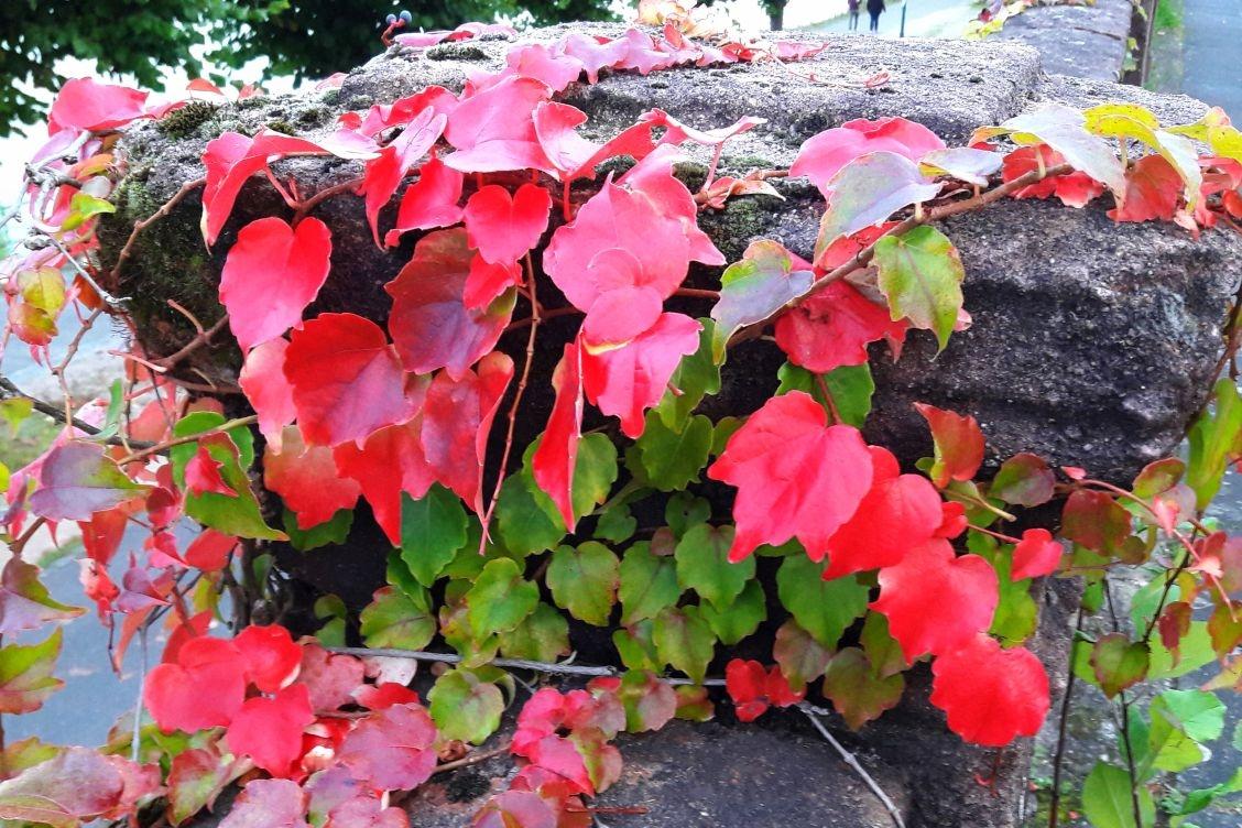 Herbstbild