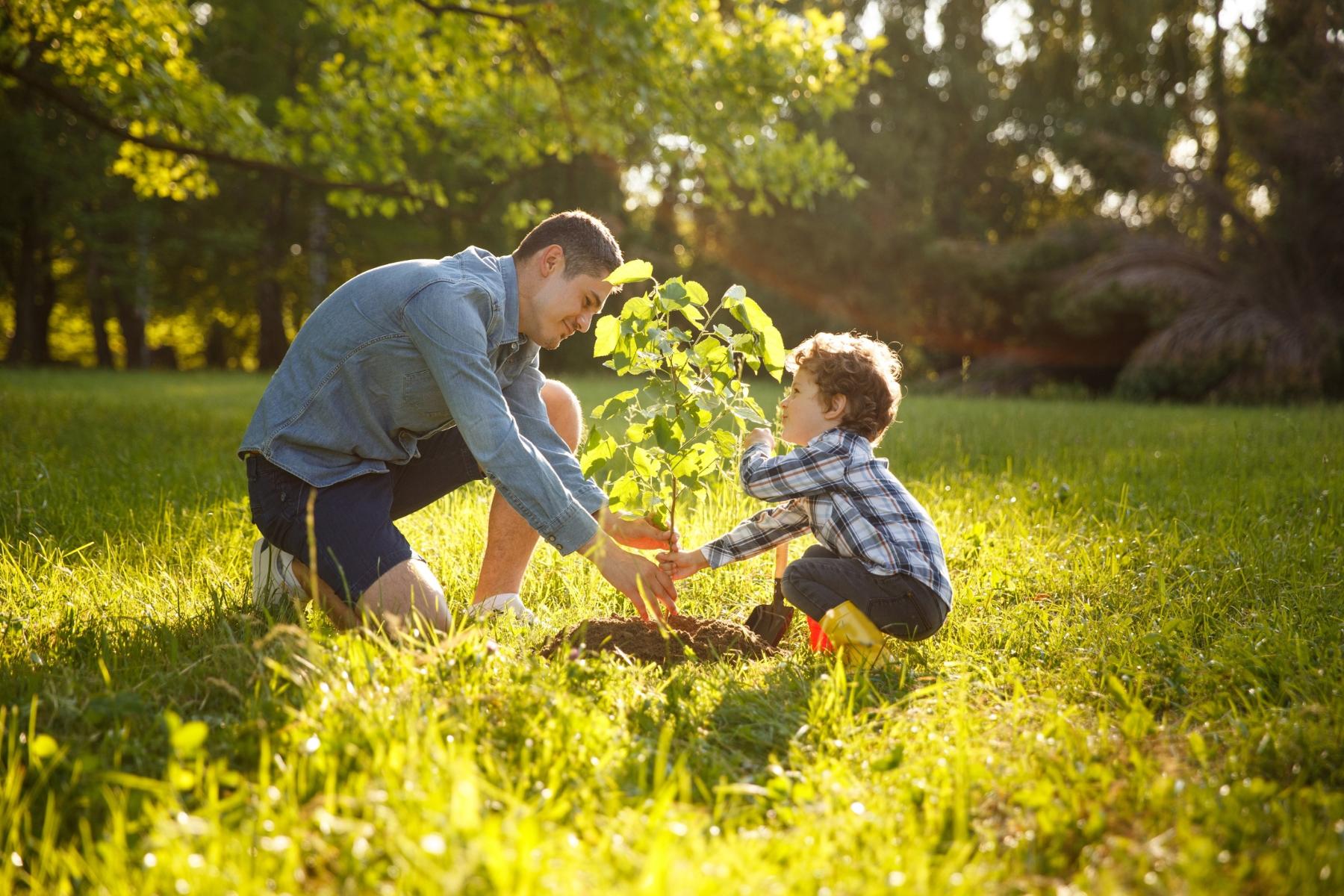 Vater und Sohn pflanzen gemeinsam einen Baum am Waldrand