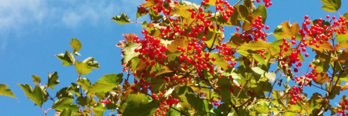 Herbst