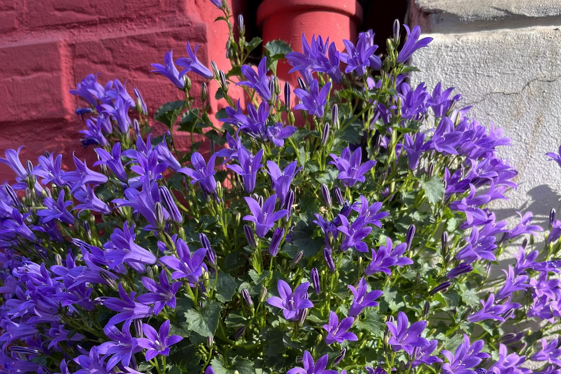 2025-05 Blumen