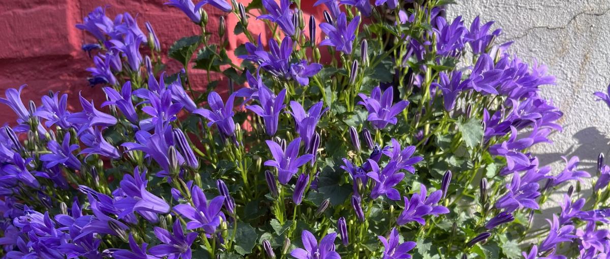 2025-05 Blumen