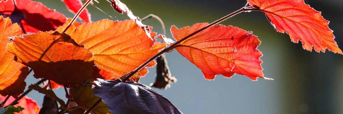Herbst