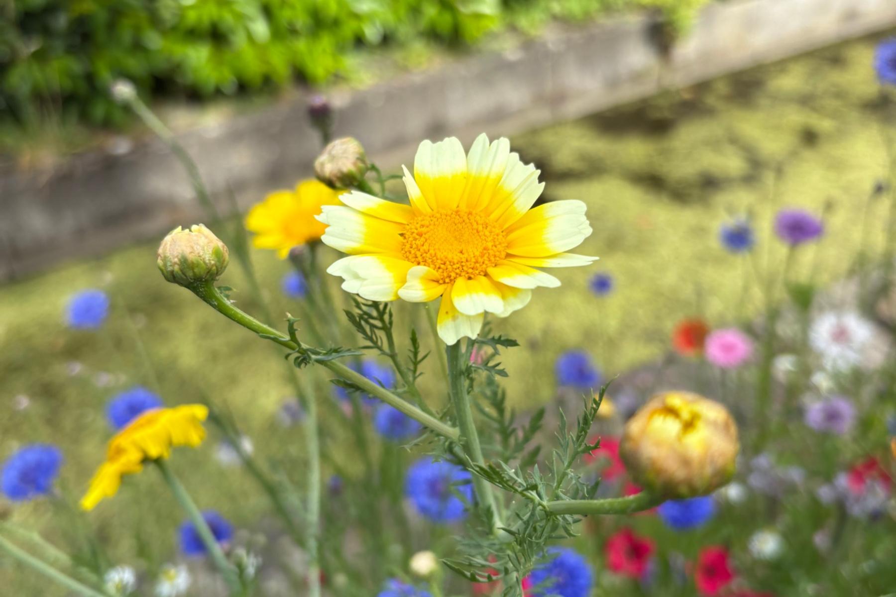 Sommerblume