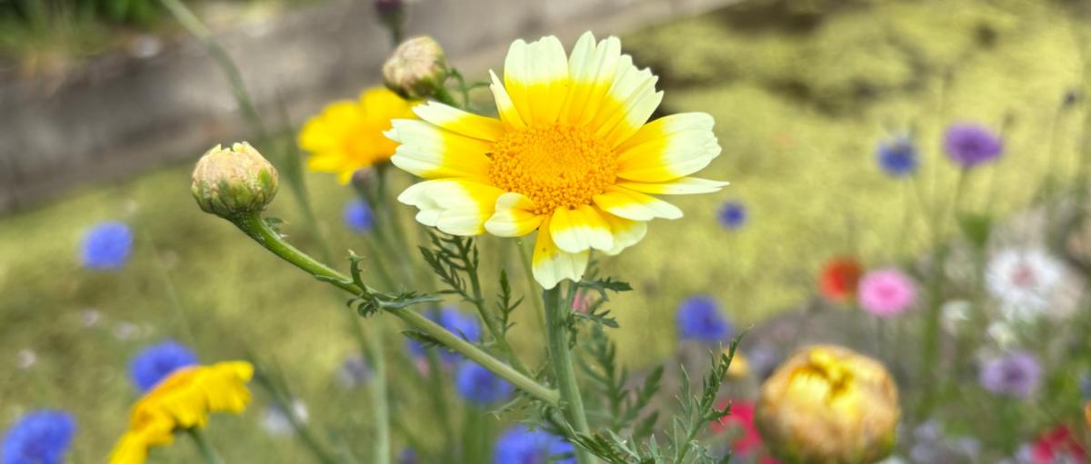 Sommerblume