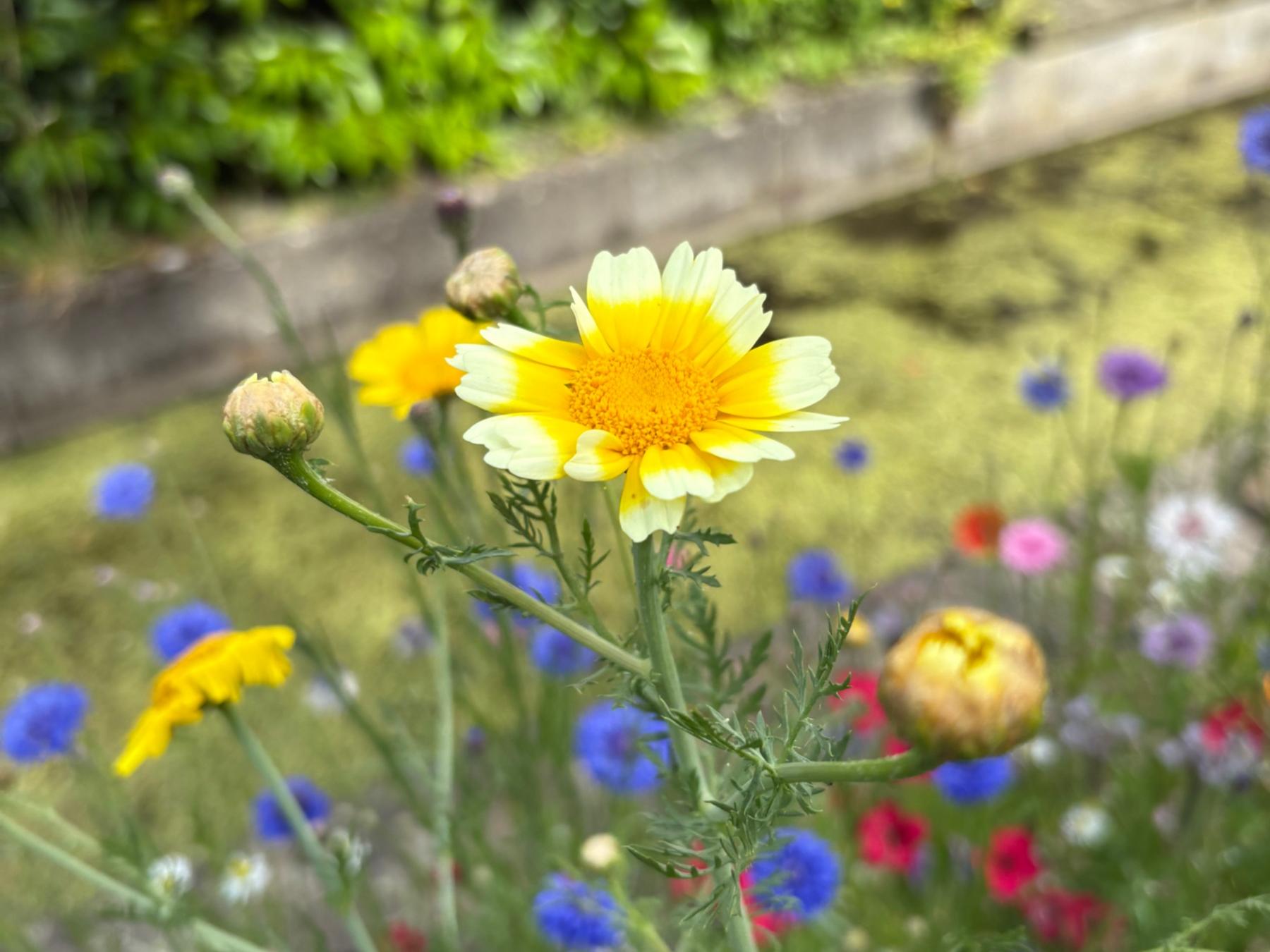 Sommerblume