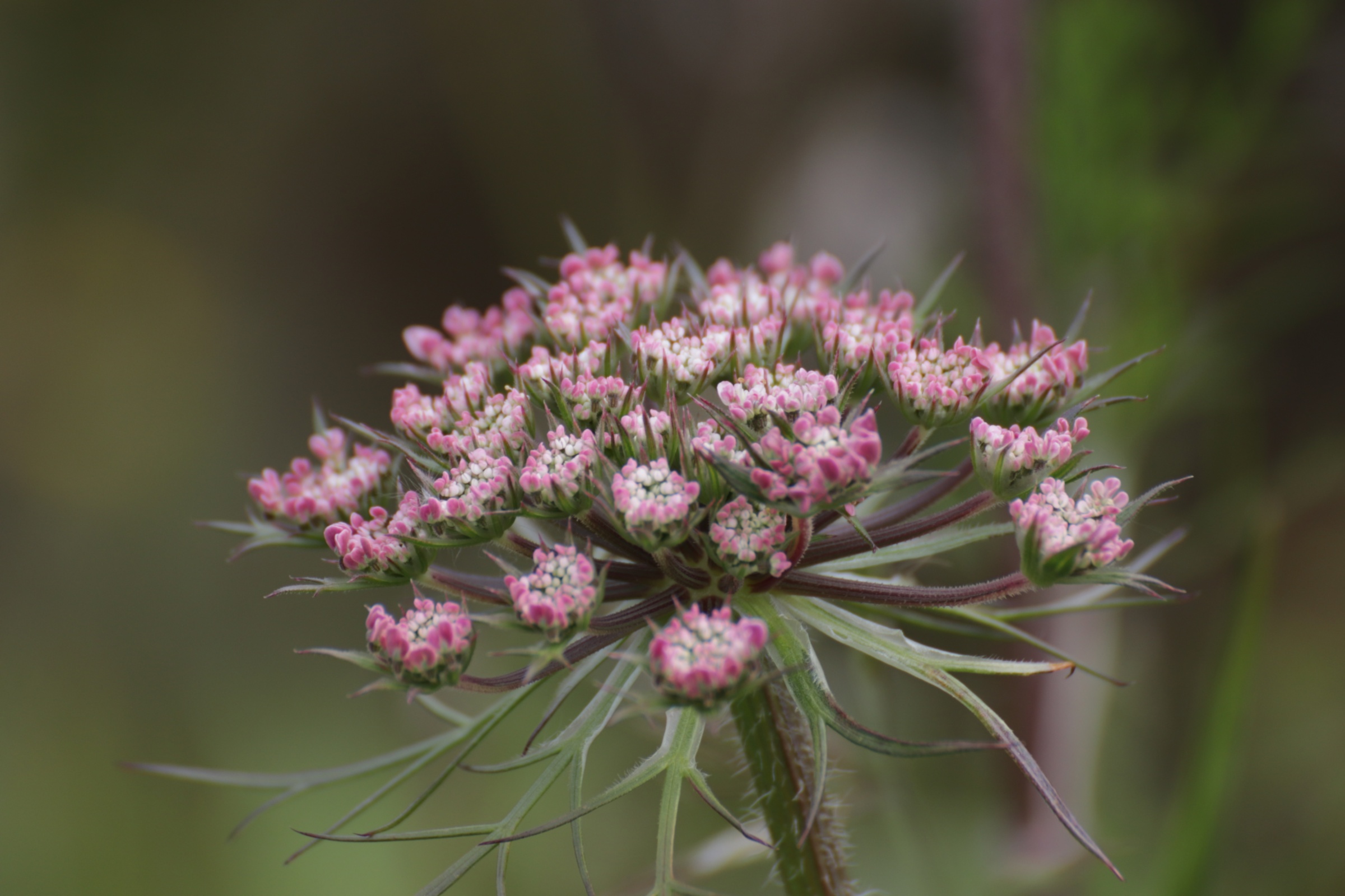 Blume