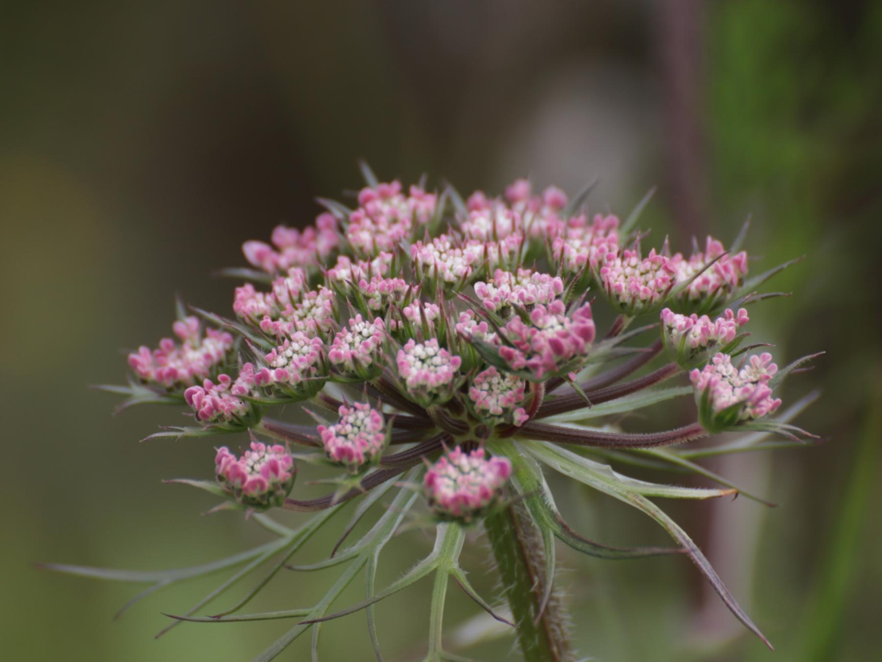 Blume