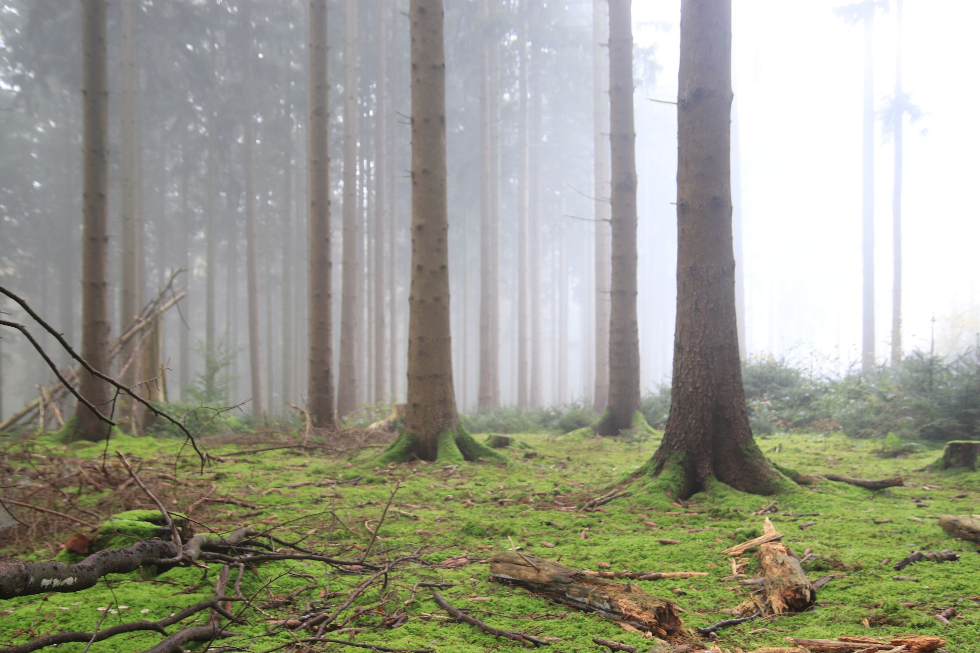 Wald im Nebel