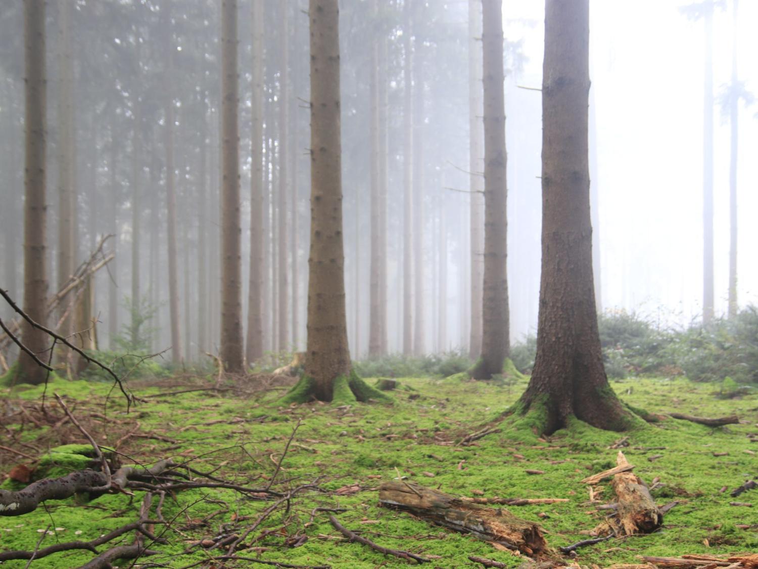 Wald im Nebel