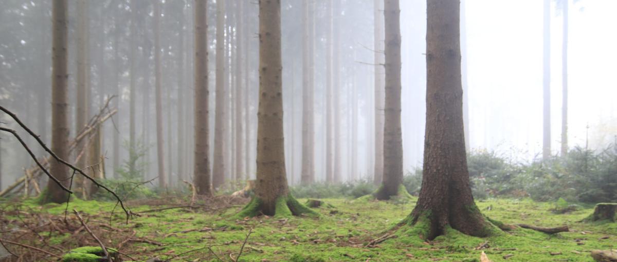 Wald im Nebel