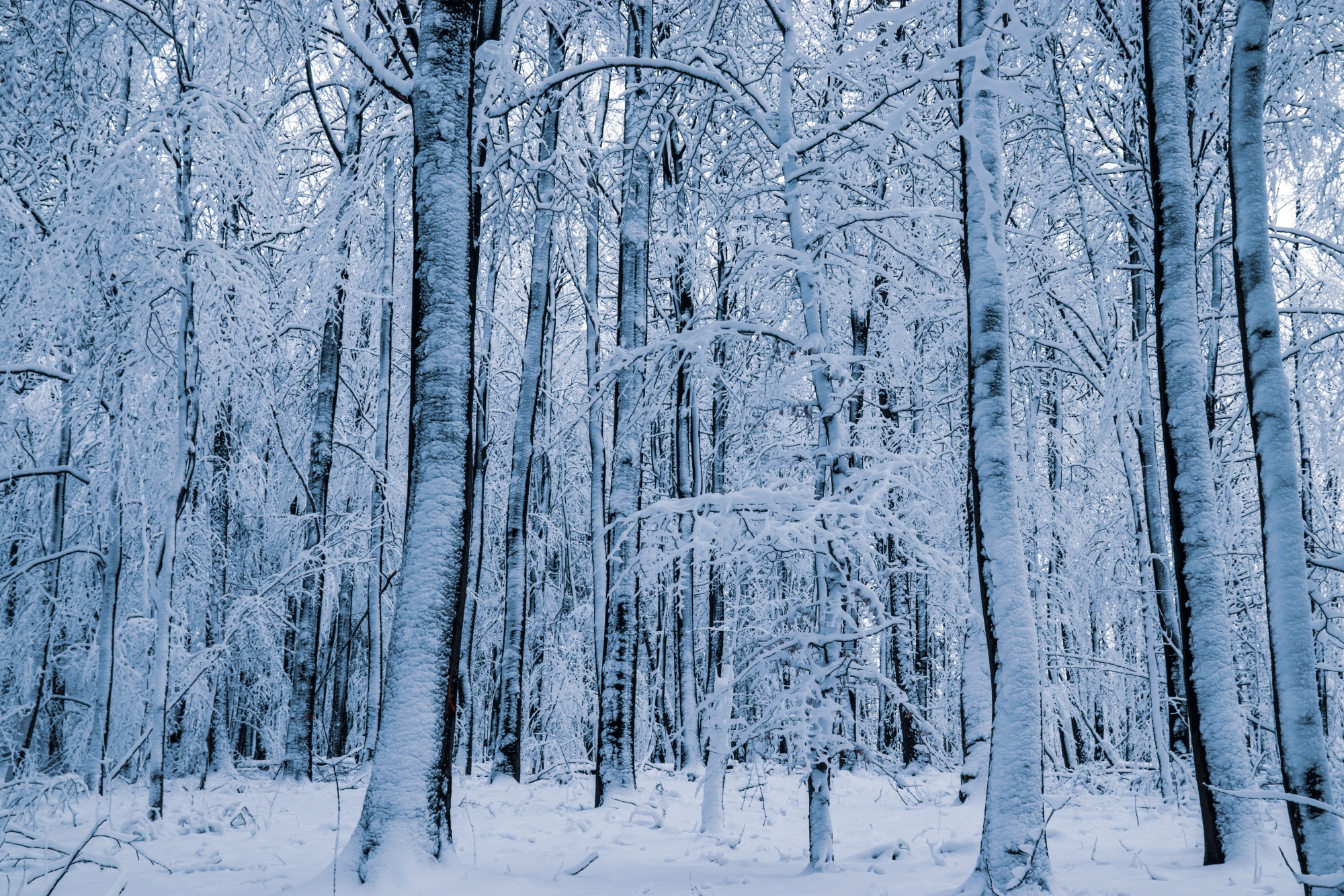 Wald im Schnee weg