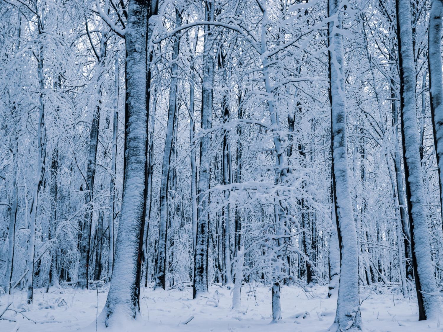 Wald im Schnee weg