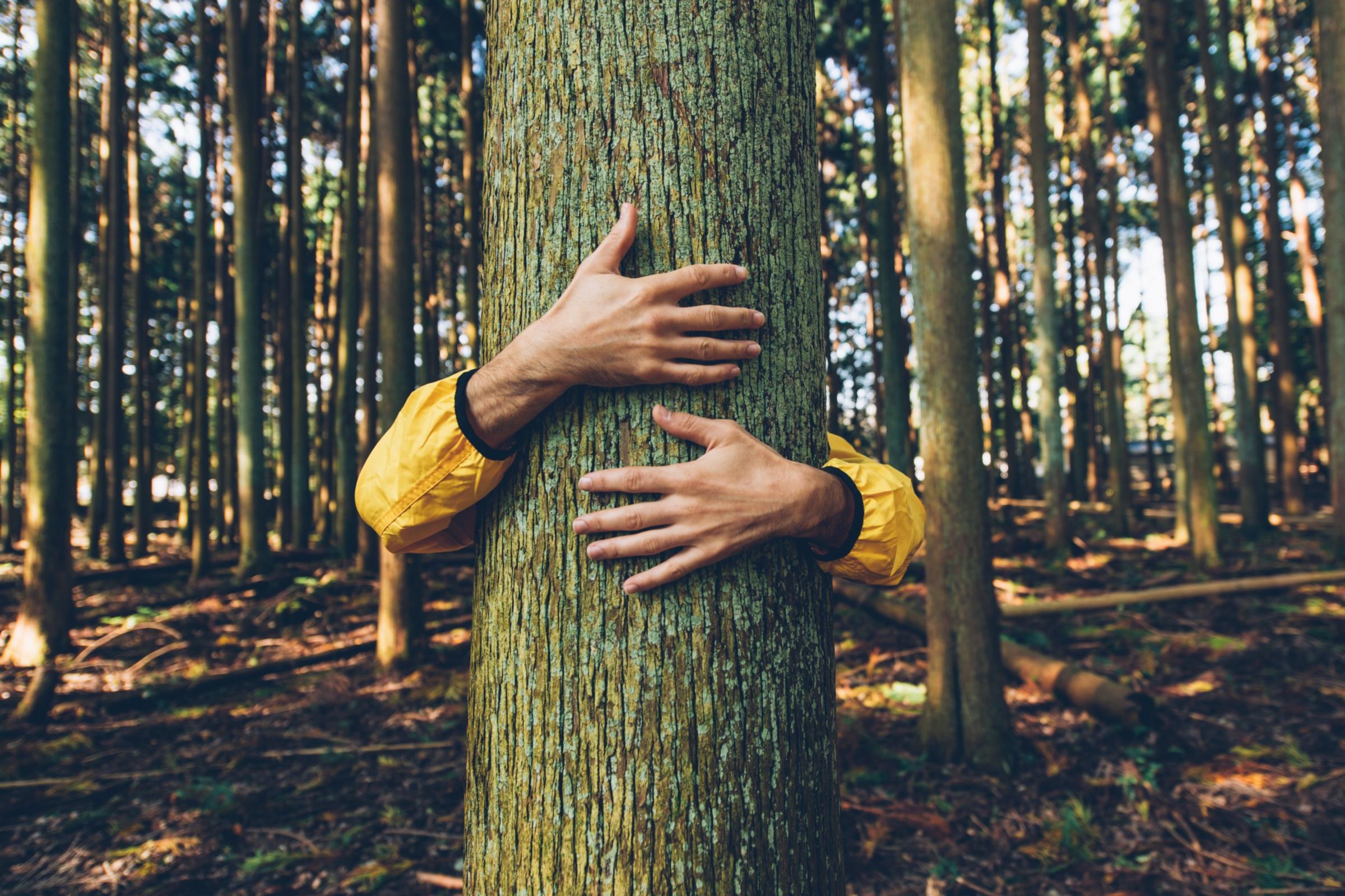 Baum-Umarmung