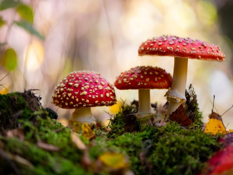 Wald
