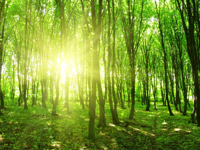 shutterstock_180975914_Sonnenstrahlen_durchdringen_grünen_Wald_frei