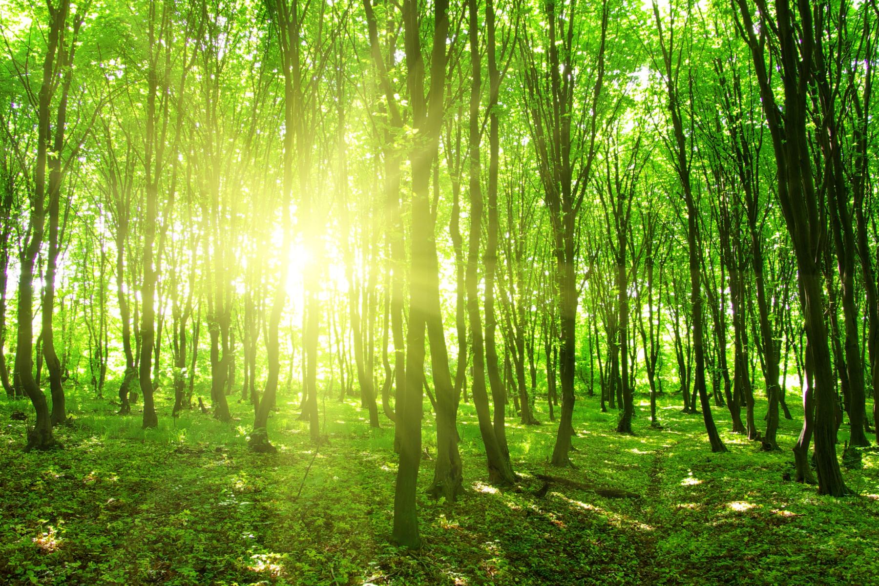 shutterstock_180975914_Sonnenstrahlen_durchdringen_grünen_Wald_frei