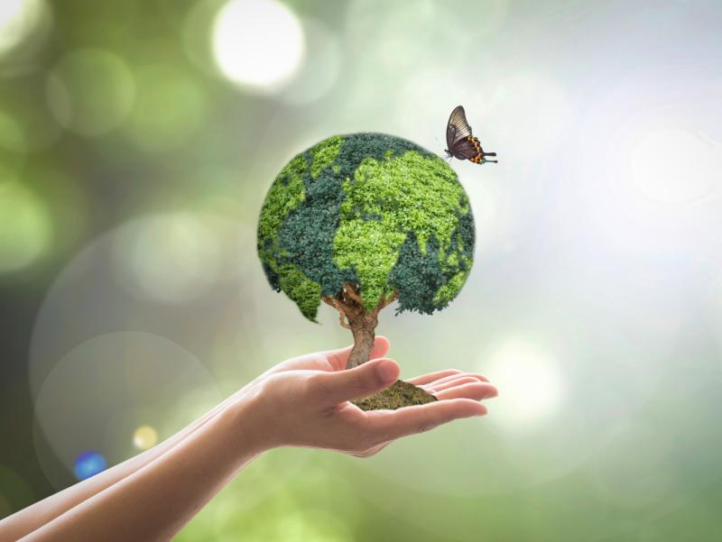 shutterstock_287860979_Chinnapong_Hände_halten_Baum_Licht