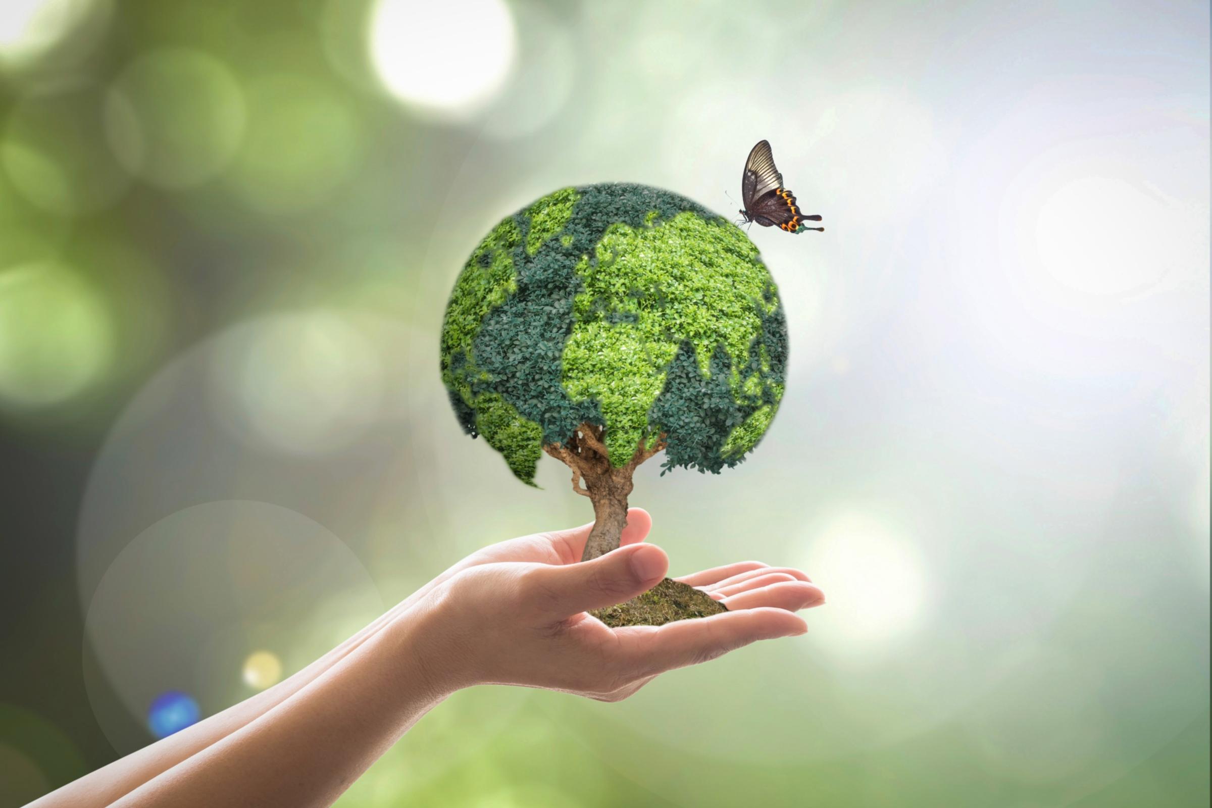 shutterstock_287860979_Chinnapong_Hände_halten_Baum_Licht